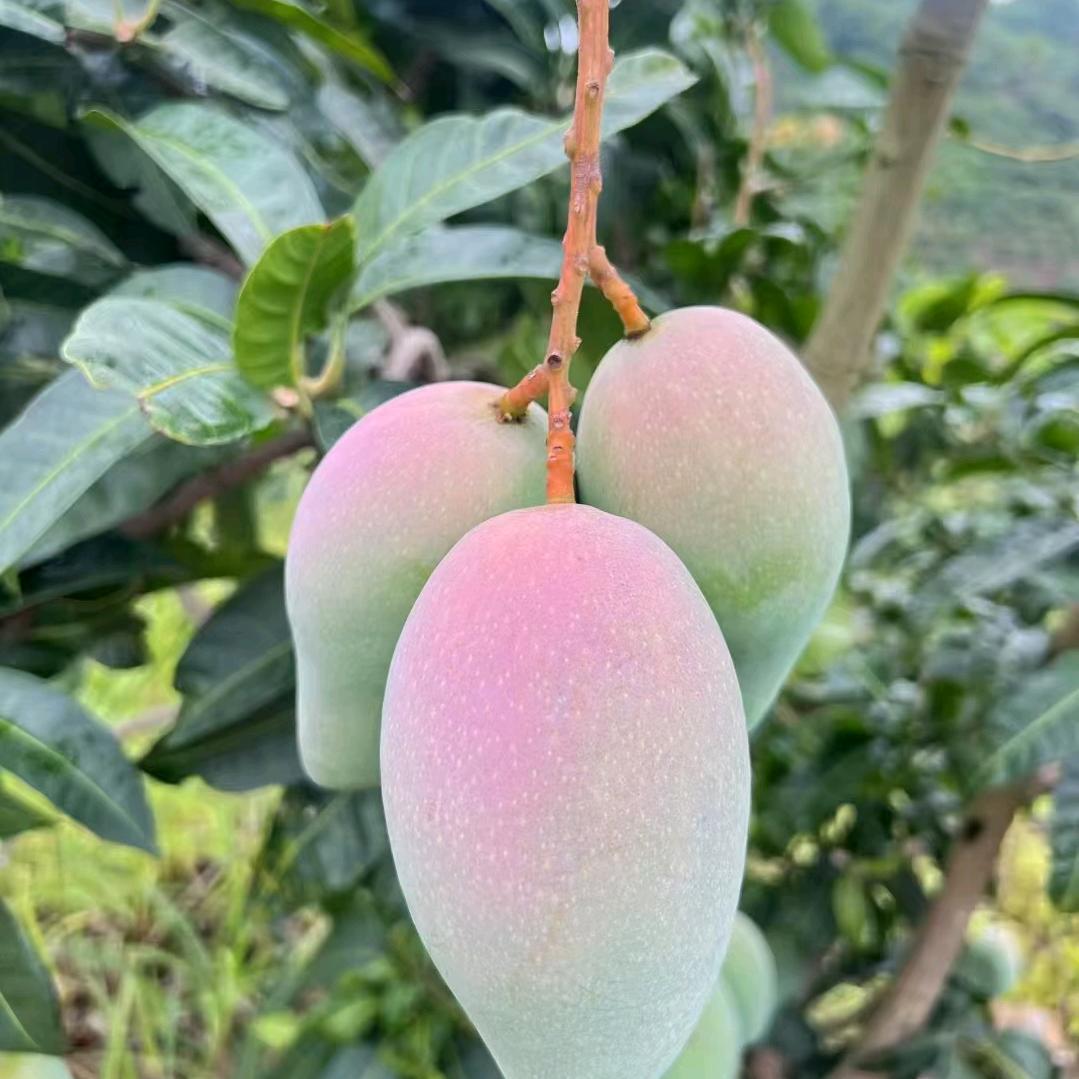 广西水果直发（芒果）