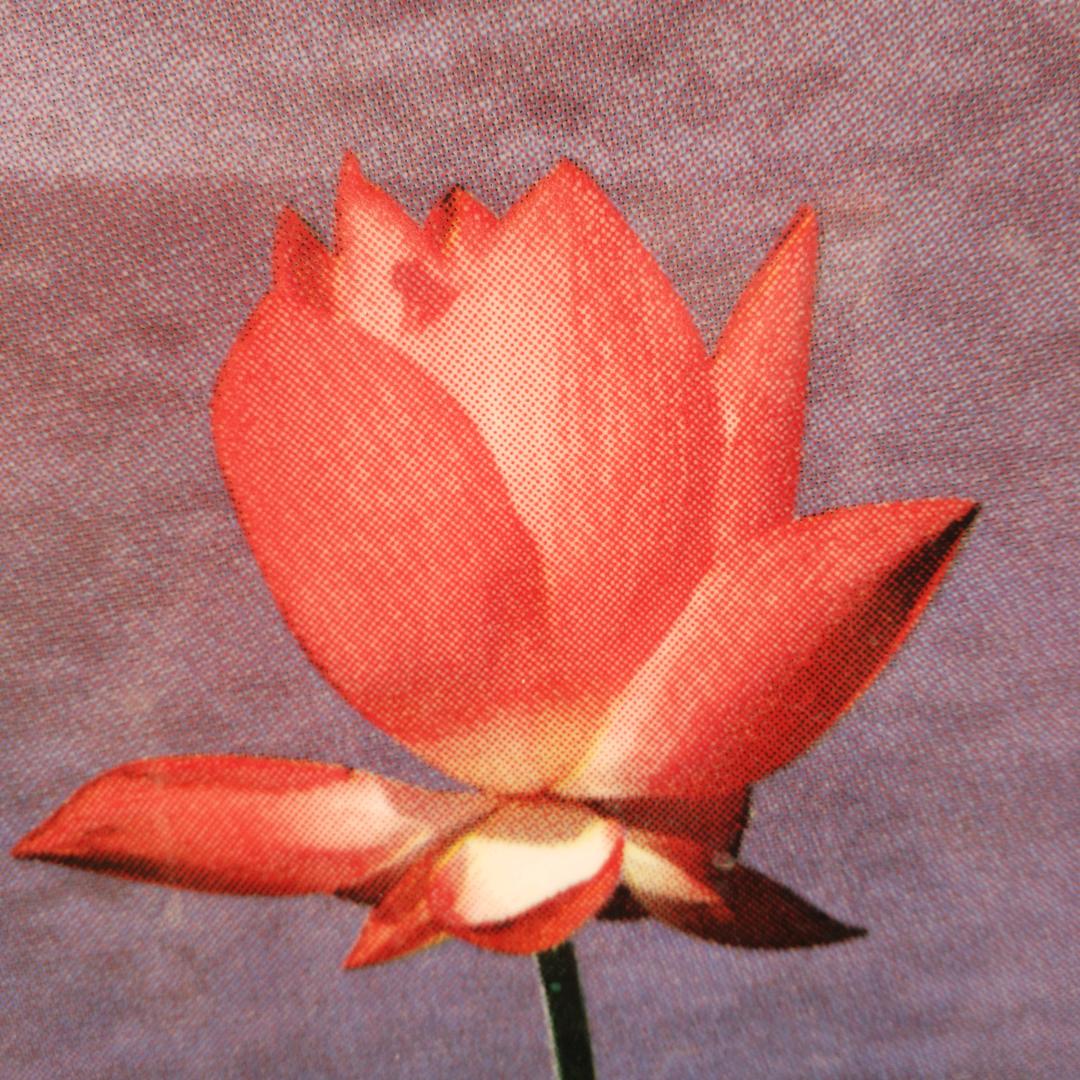 旺财神🌹🌹🌹