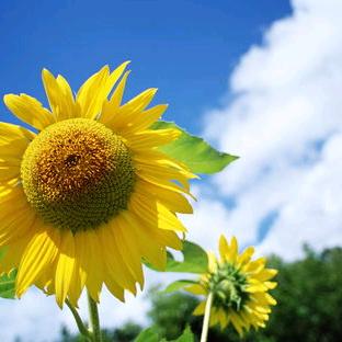 阳光下的向日葵