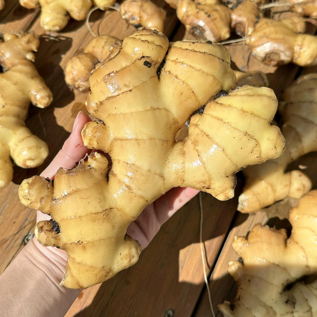 杨志说农技