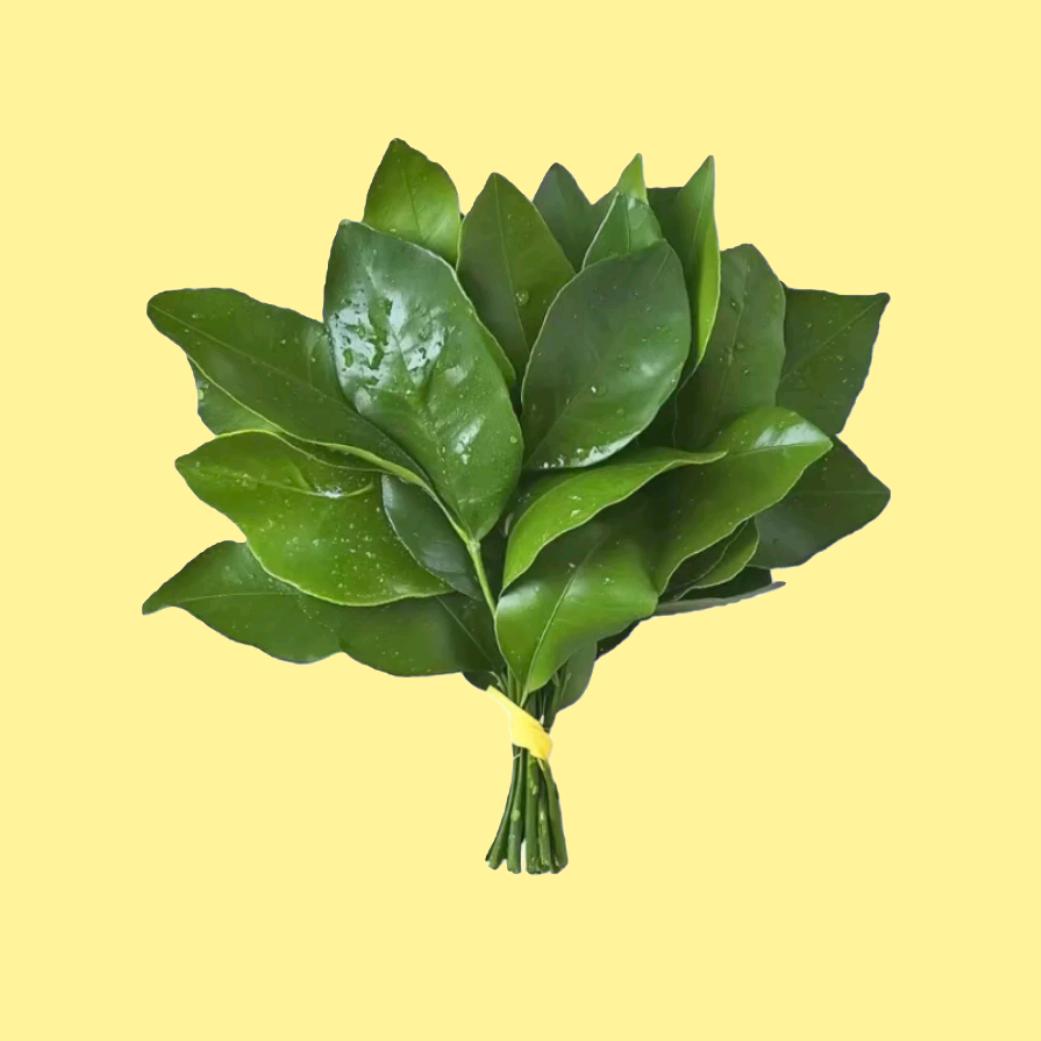 霍香正气