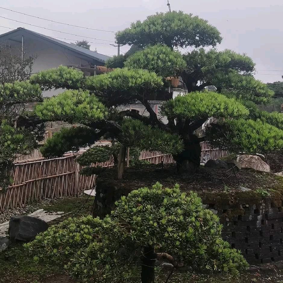绿化工程（蒲哥）