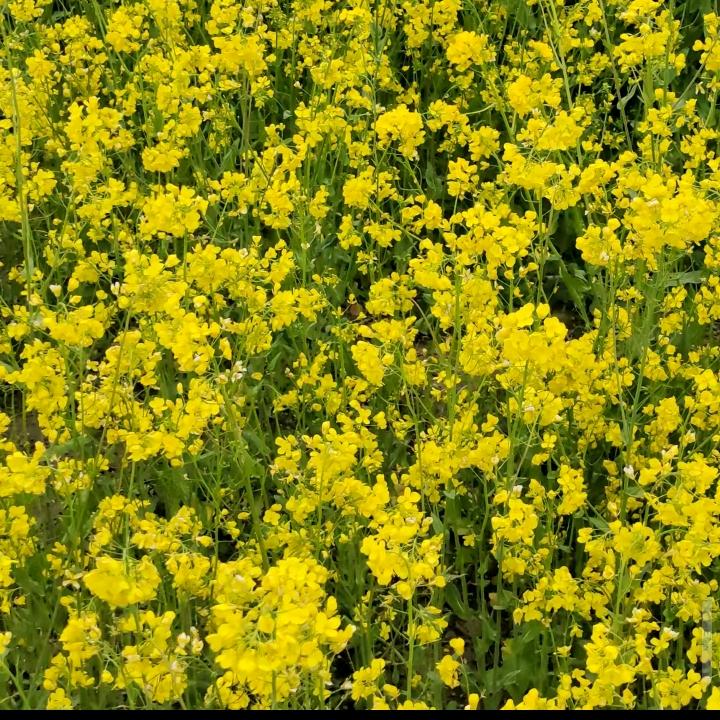 路🌻边🐐的🌹野🐑娃
