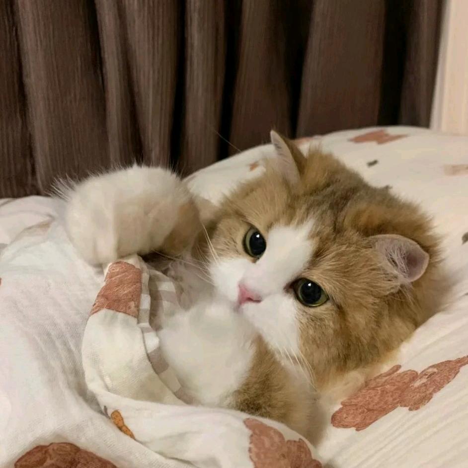 猪咪吃肉肉