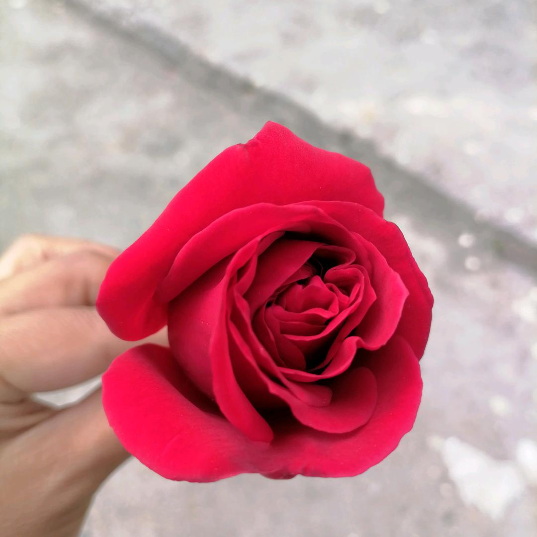蕊银