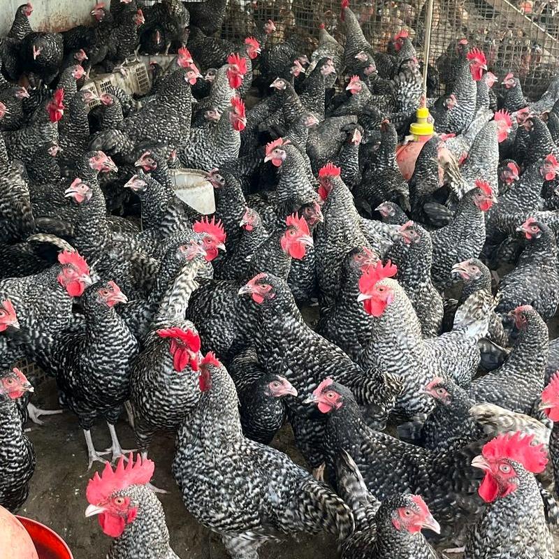 生态养殖场芦花鸡