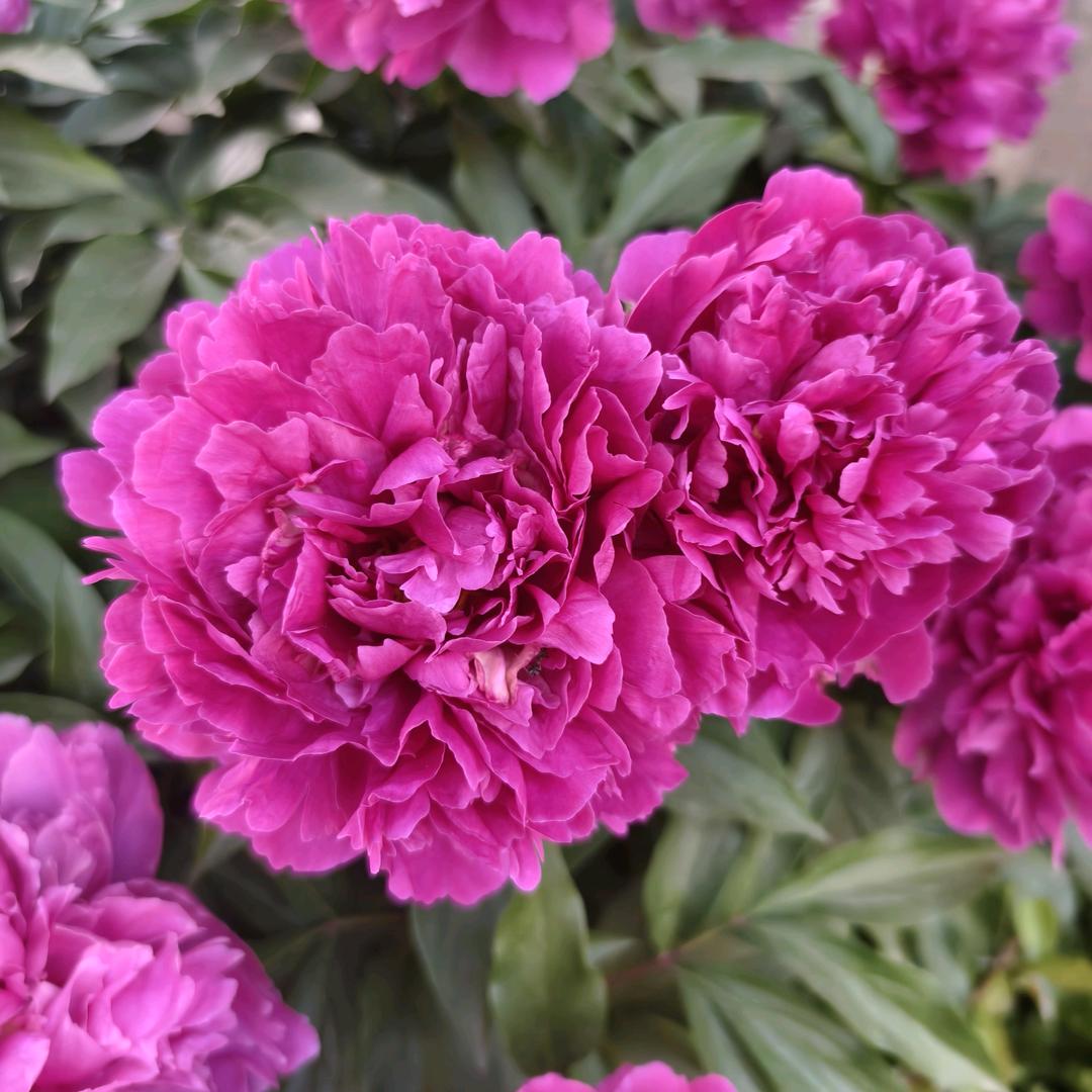 绿萝花