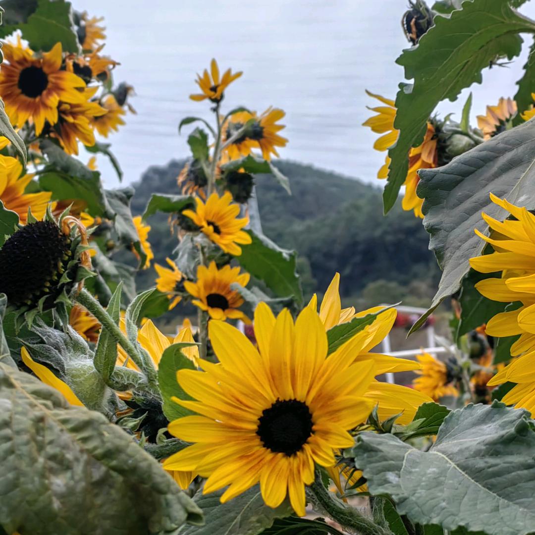 橴悅