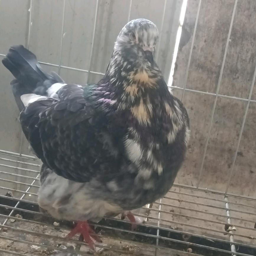 养梦坛鸽的某人