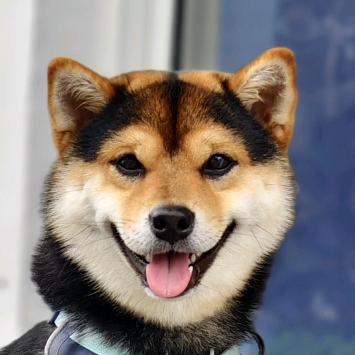 点点桑（狗头JoJo）