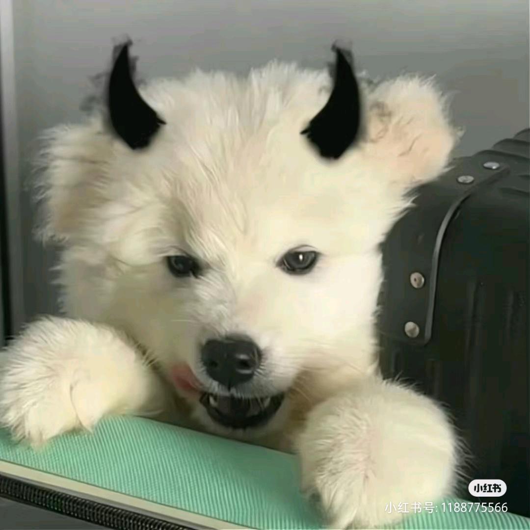 失眠数羊☁