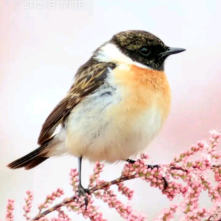 晚年幸福