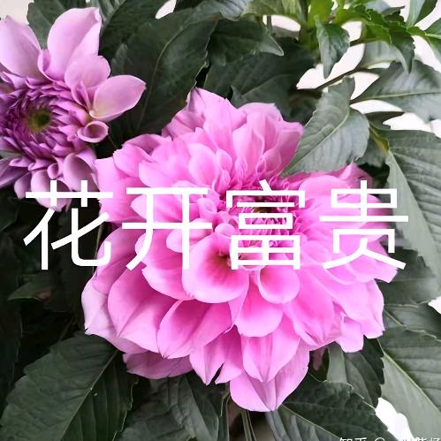 好好吃的薯