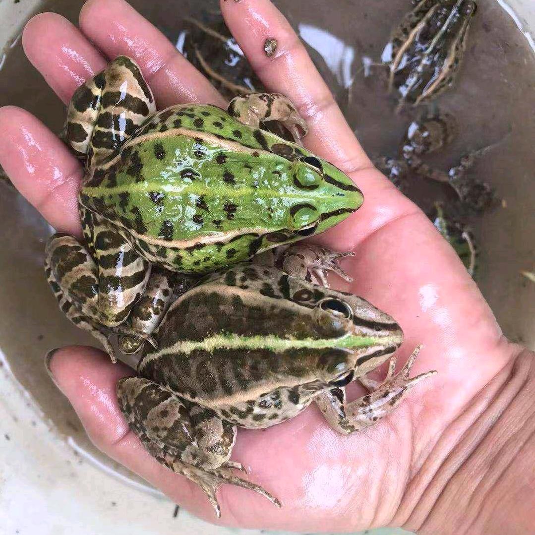 蛙哆哆