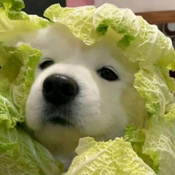 小玉好物