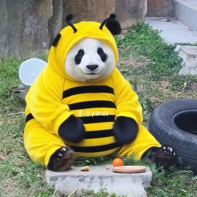新新鲜鲜李子园