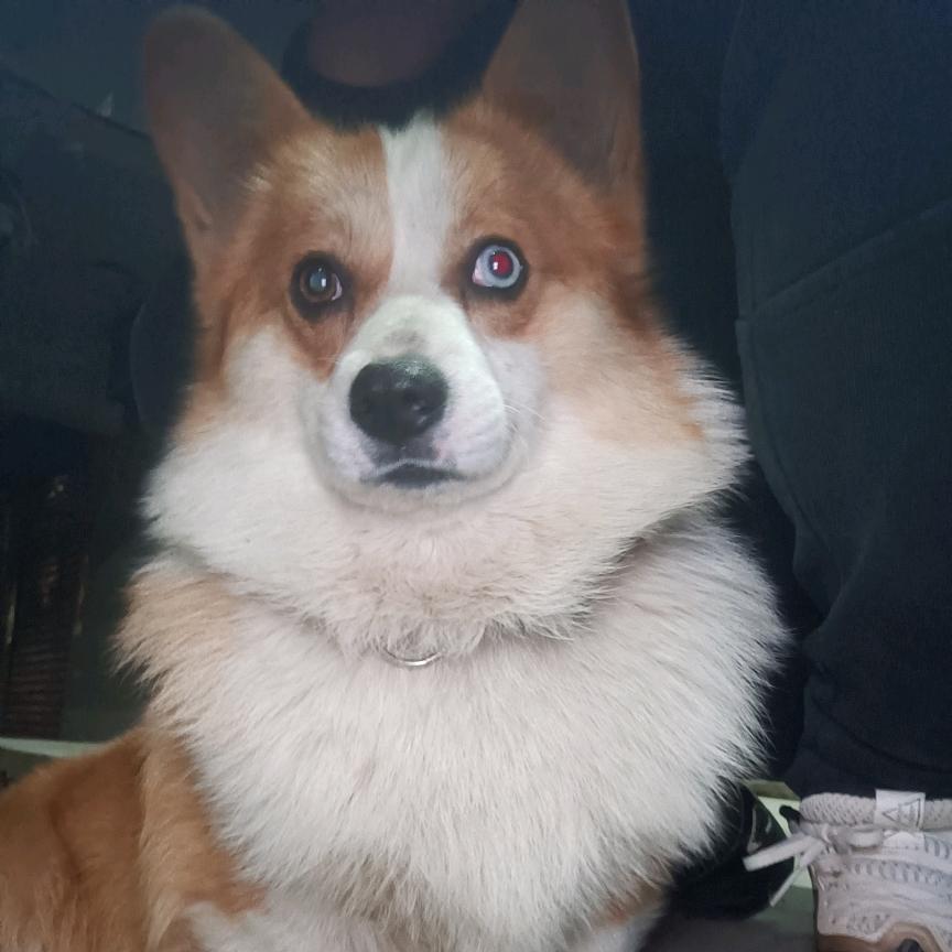 七月犬舍（宠物寄养）