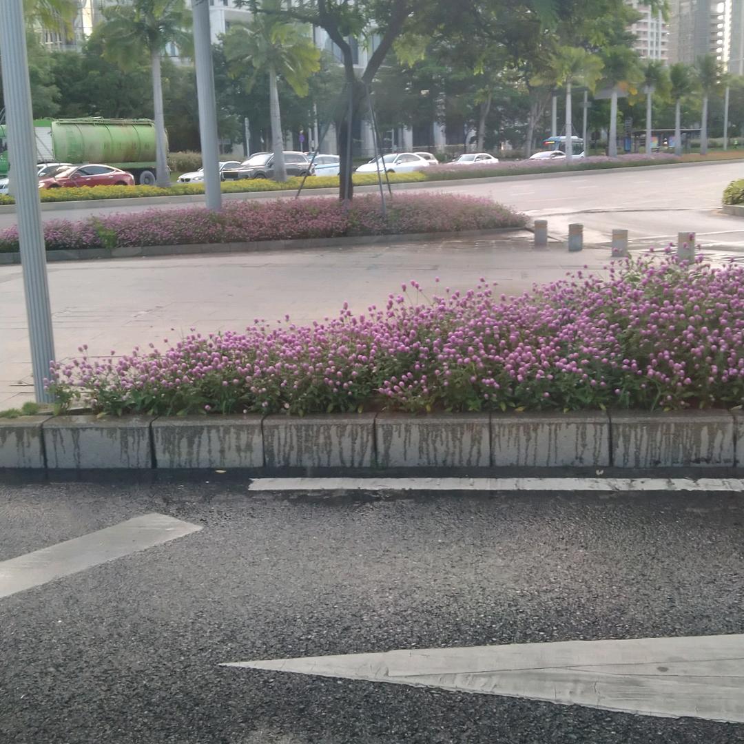 爱你我不后悔，