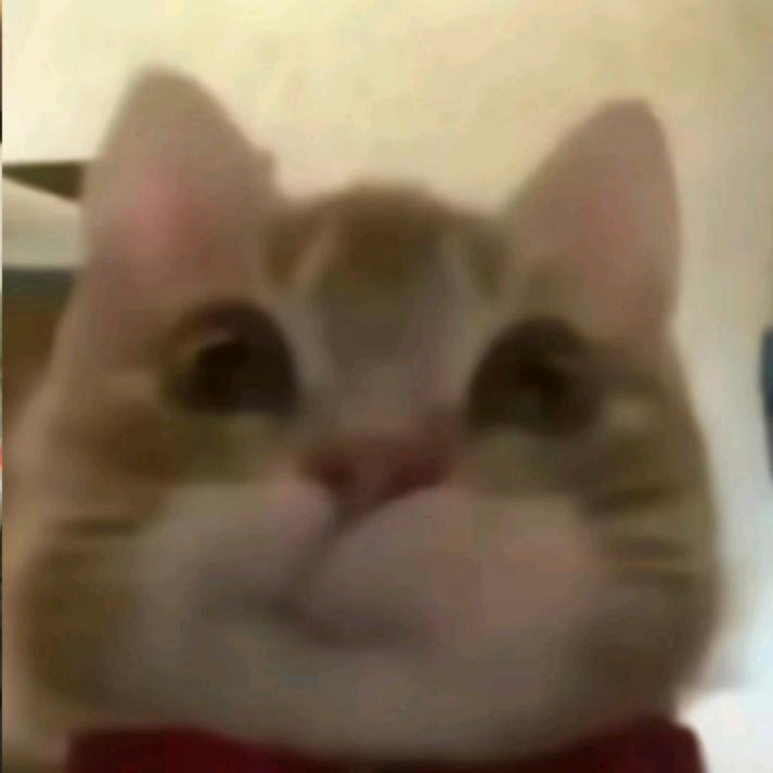 猴子先生