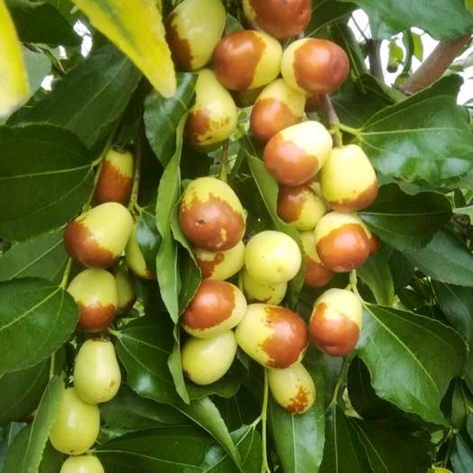 美泽果树苗木专营店