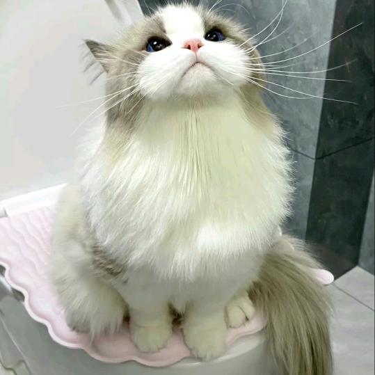 彩色失眠草履虫