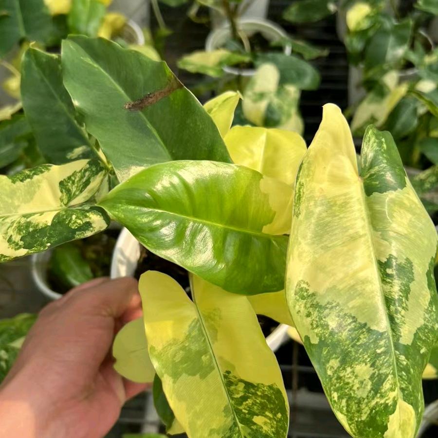 火萤绿植馆