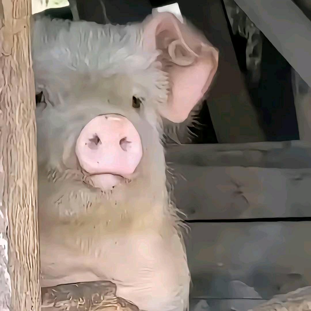 许七安