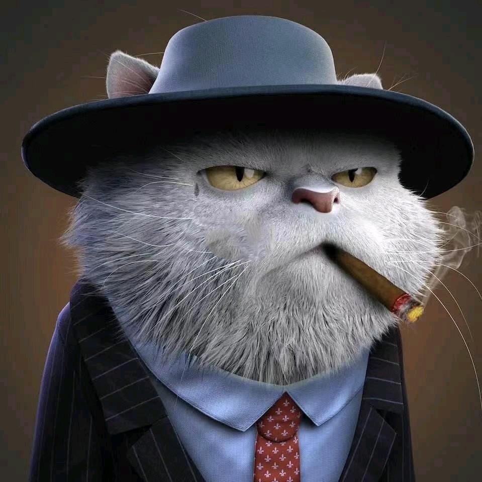 蹲在村口的猫