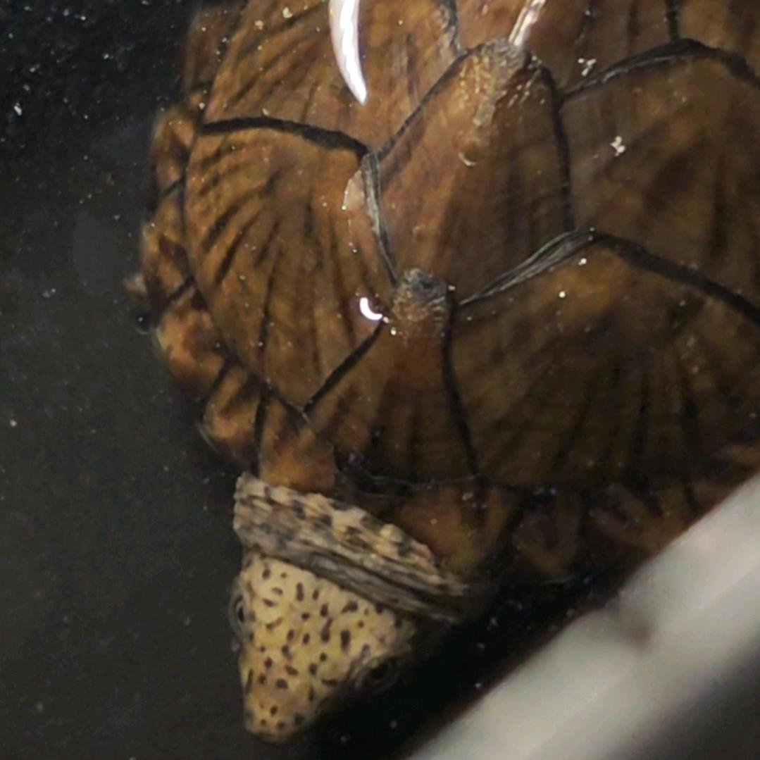 爱养龟的体育生🐢（五百粉送麝香龟）