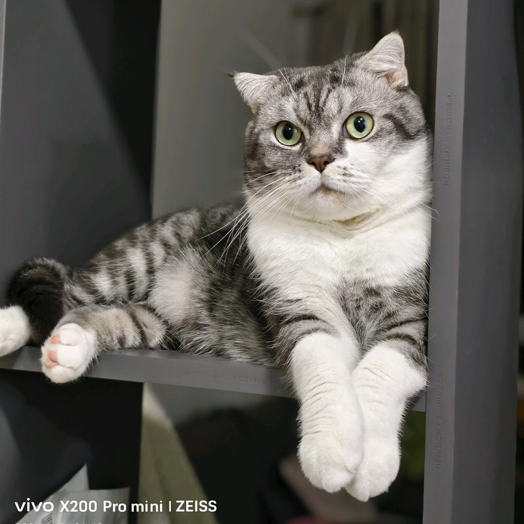 萌多是只猫