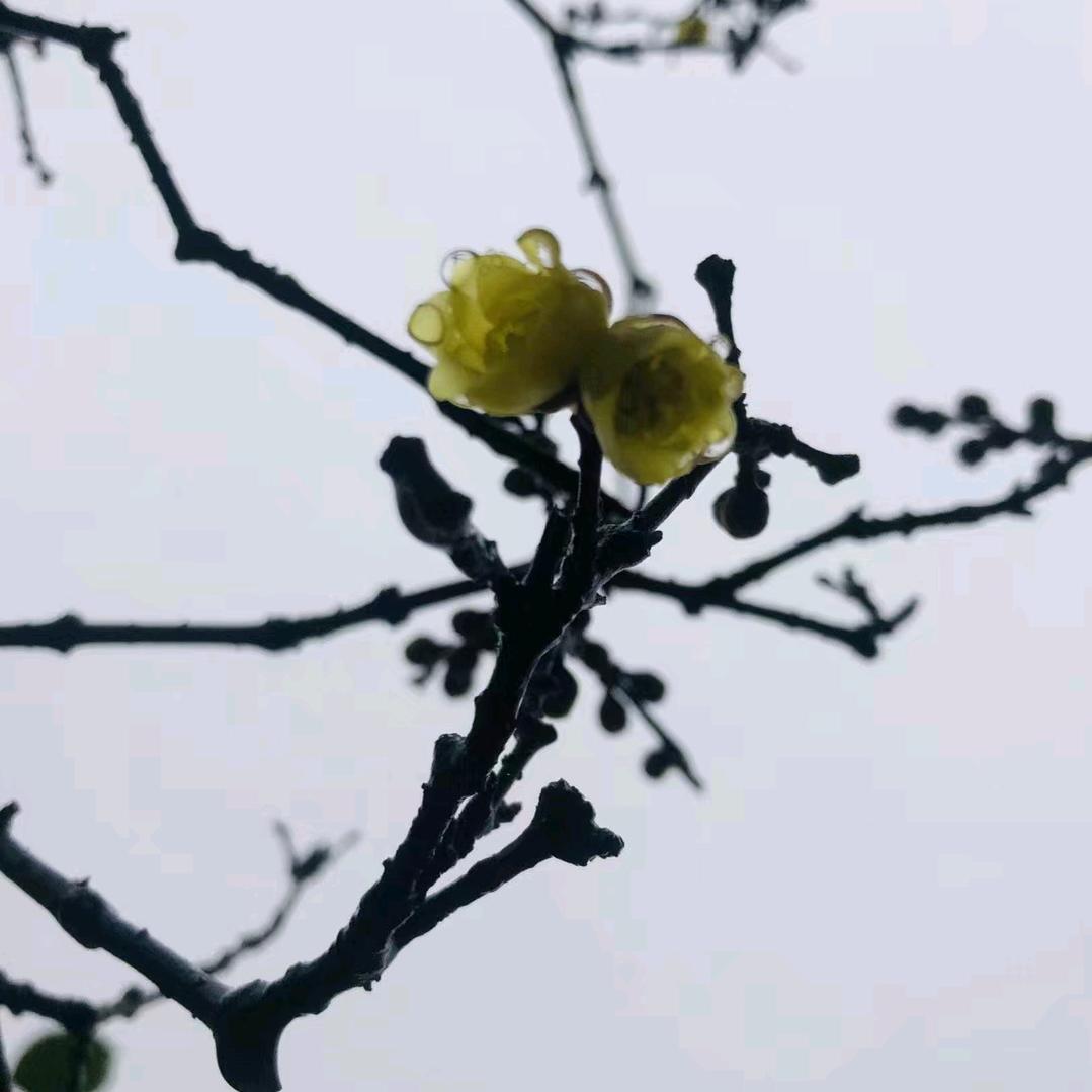 那咋了吗