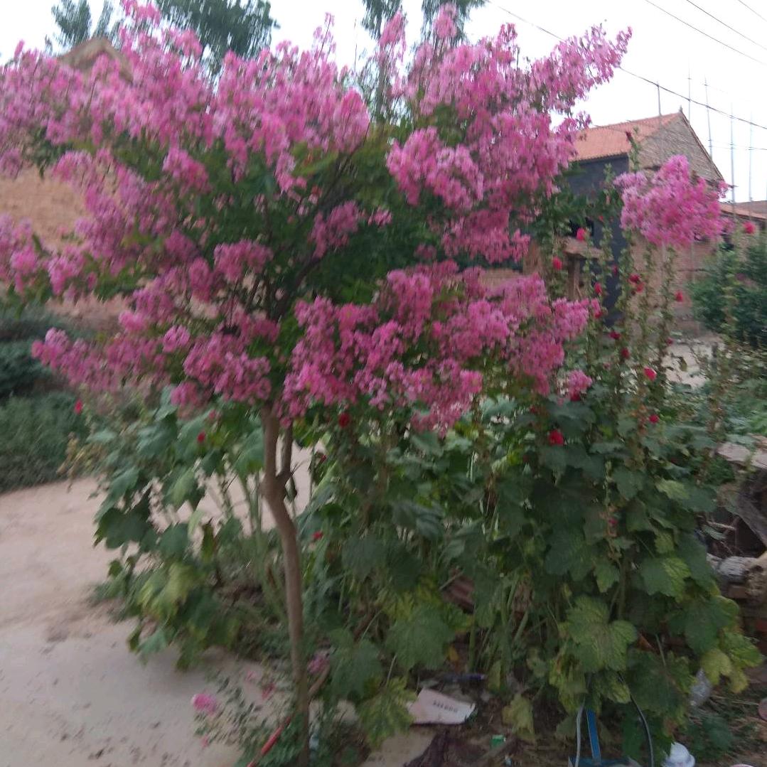 -我的未来不是梦