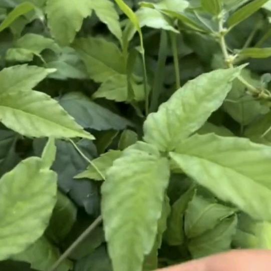 中药材种植～梦梦