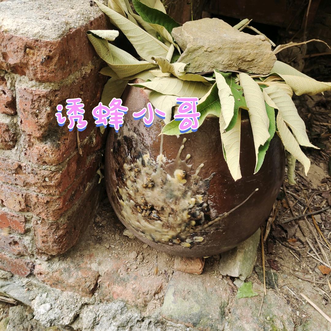 诱蜂小哥