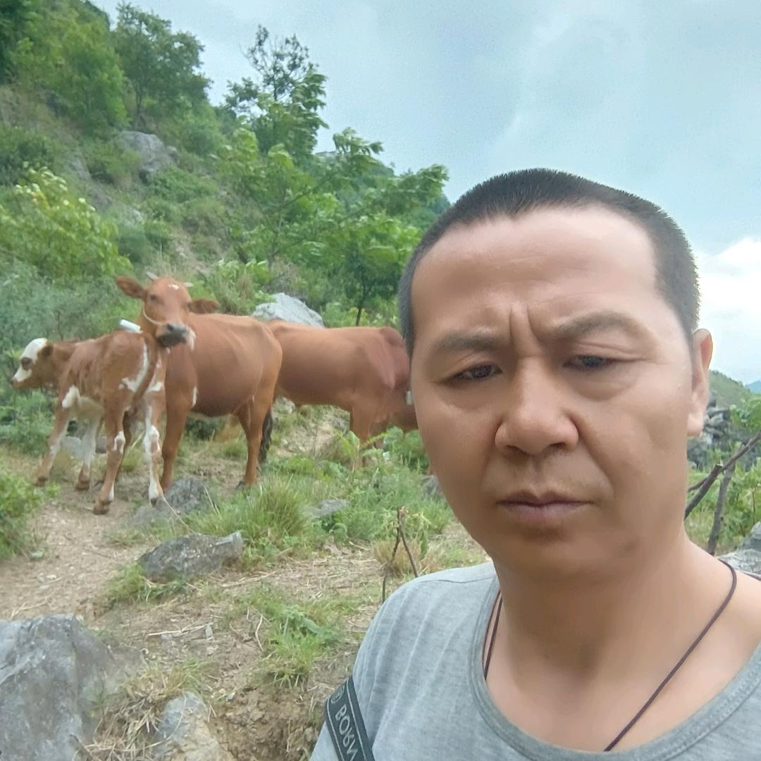 野处放牛看夕阳