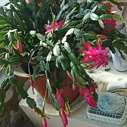 收，大姑娘小媳妇了。