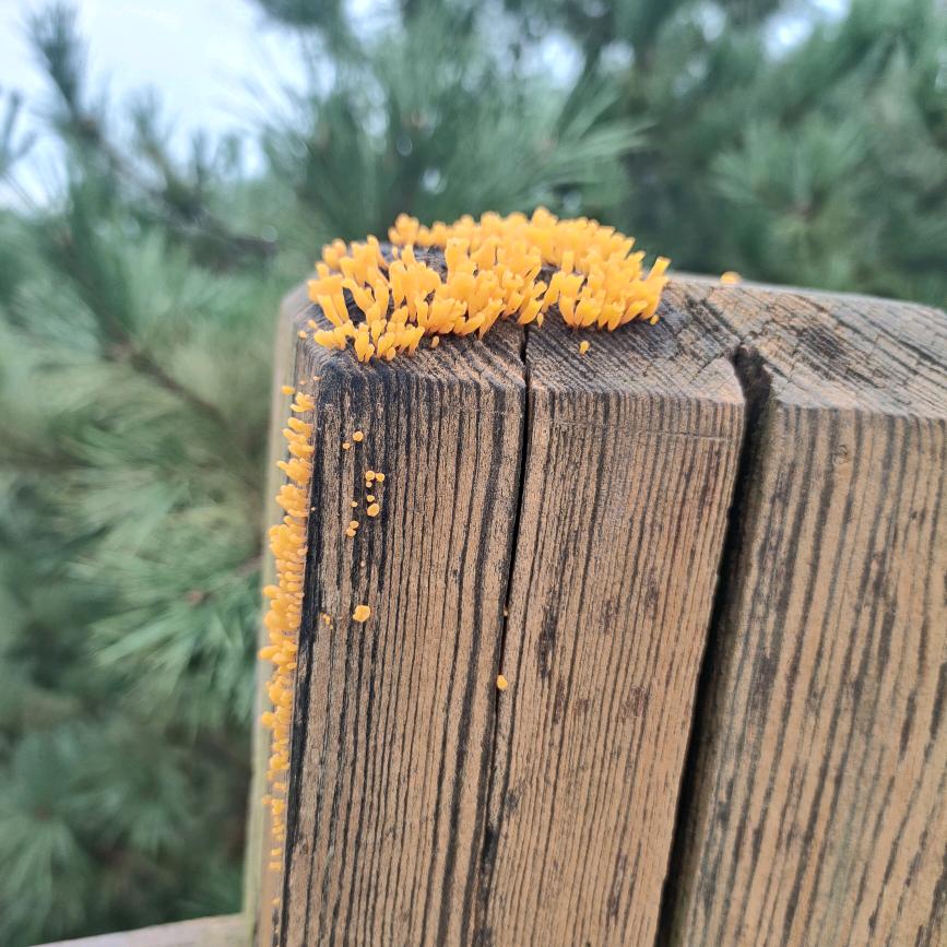 心如薄荷自然凉