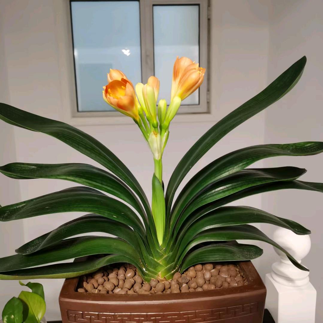 贾新美