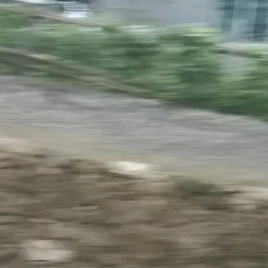 大象