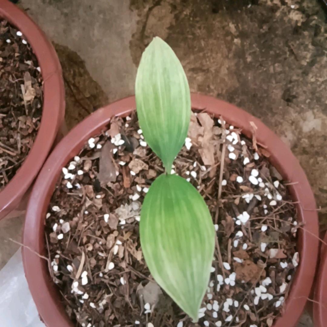 晨曦映兰花卉种植苗圃