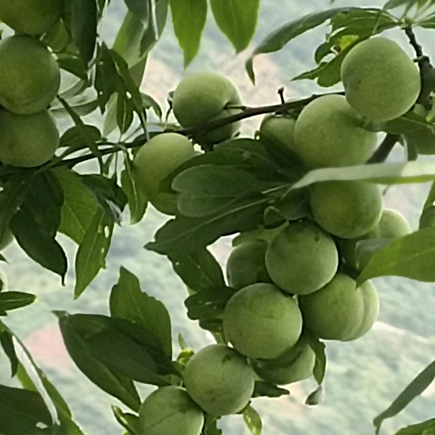 曲尺彭文吉脆李