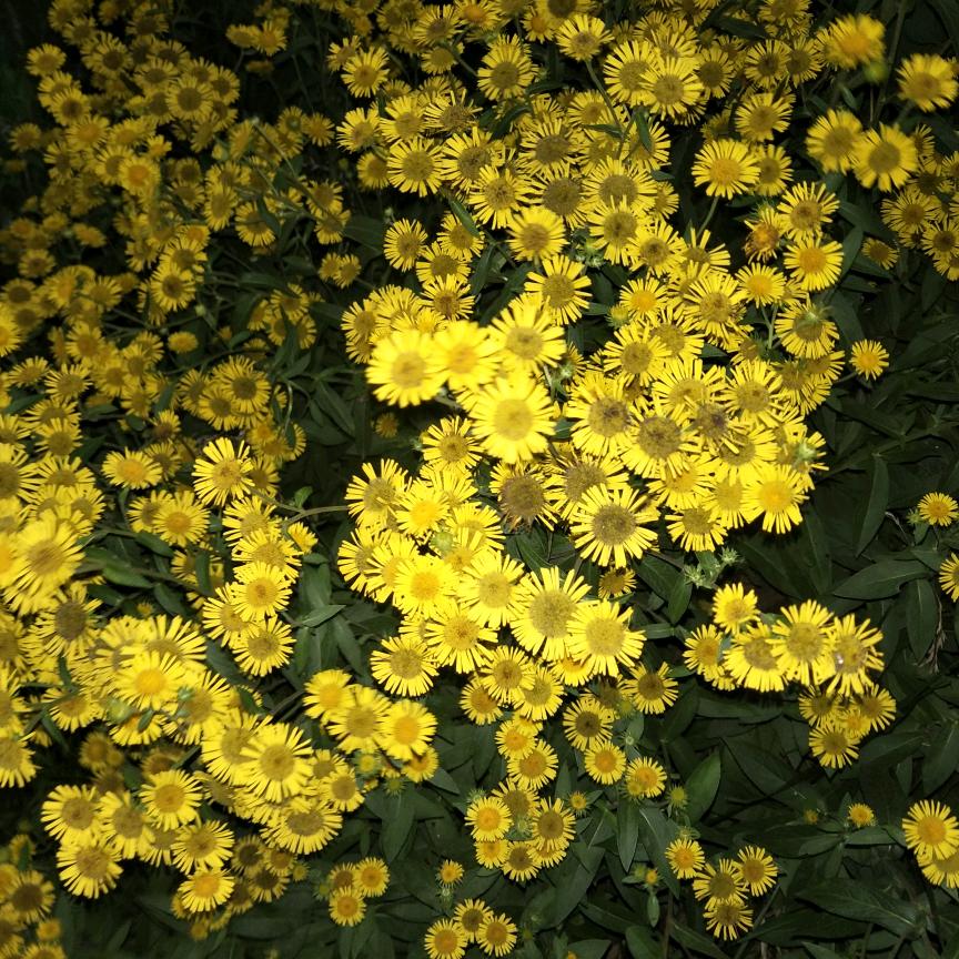 燕燕