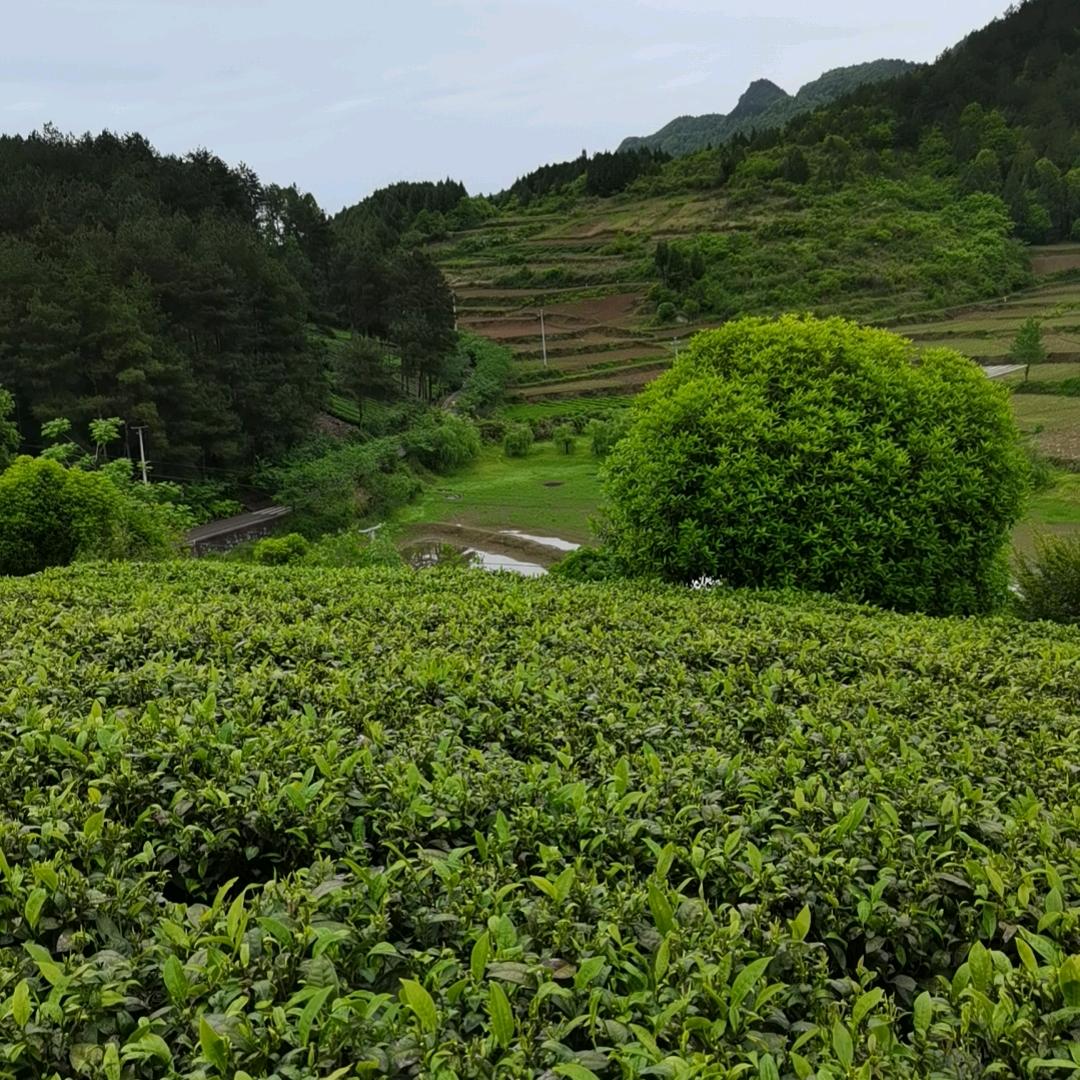 （万意）折茶叶