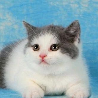 招财猫宝宝