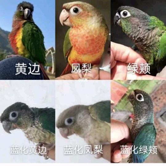 爱宠鹦鹉🦜