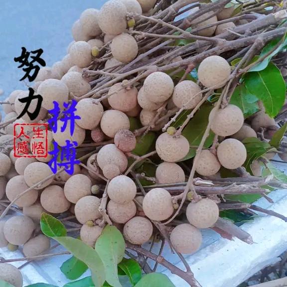 锐哥