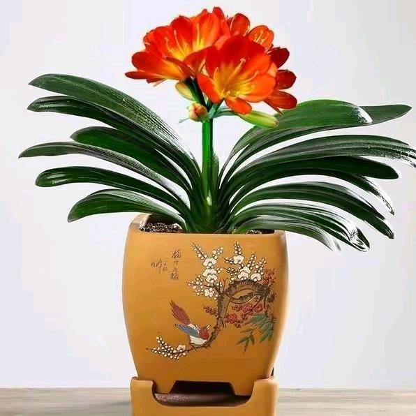 林姐
