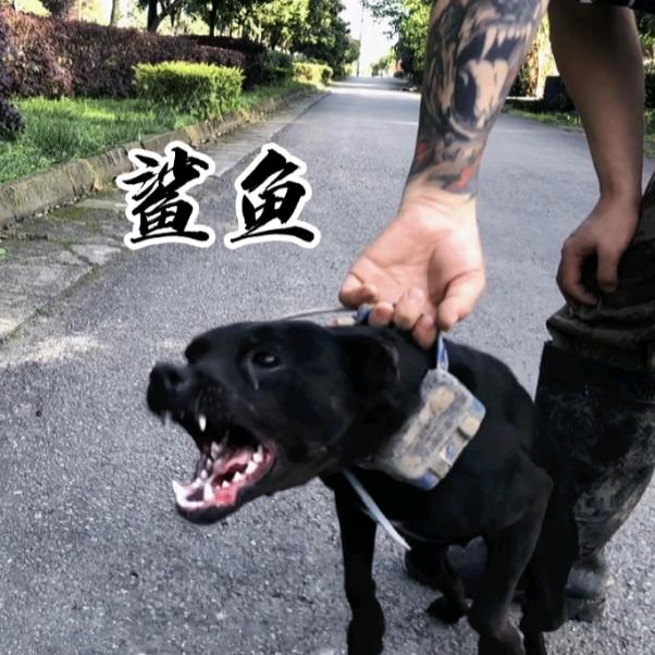 无敌鲨鱼是个超级串串