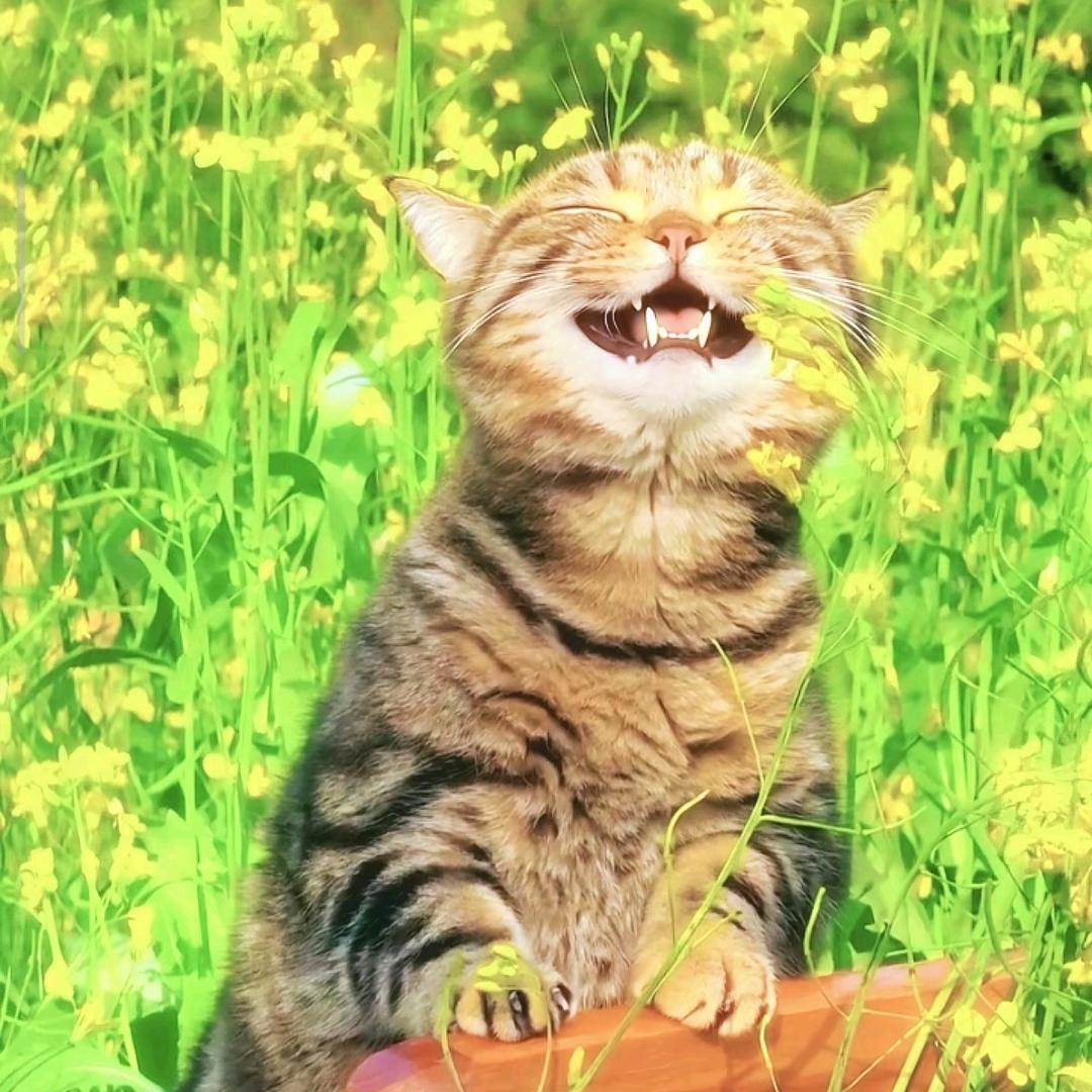 丹轩再无旧少年