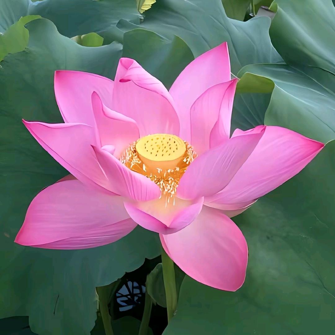 欣欣悦悦